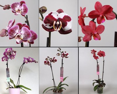 Alice Adventures orchidee online te koop